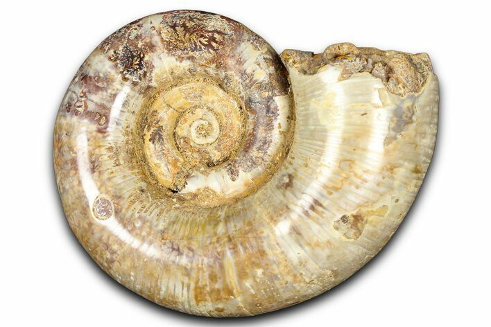 Jurassic Ammonite (Hemilytoceras) Fossil - Madagascar #365341